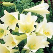'White American' is a vigorous, bulbous perennial with erect stems bearing scattered, glossy, lance-shaped, dark green leaves and, in summer, short racemes of fragrant, trumpet-shaped, white flowers with pale green tips and deep yellow anthers. Lilium longiflorum 'White American' added by Shoot)