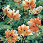 'Lady Alice' is a bulbous perennial with linear, spirally-arranged, dark green leaves and, in summer, large, turkscap flowers with small brown spots and deep apricot centres fading to white. Lilium 'Lady Alice' added by Shoot)