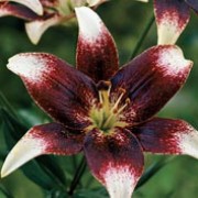 'Netty's Pride' is a bulbous perennial with erect stems bearing linear, spirally-arranged, glossy, dark green leaves and large, purple-black flowers with white tips in mid- to late summer. Lilium 'Netty's Pride' added by Shoot)