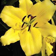 'Lesotho' is a bulbous perennial with erect stems bearing linear to lance-shaped, spirally-arranged, dark green leaves and large, fragrant, bright yellow flowers with slightly recurved petals in summer. Lilium 'Lesotho' added by Shoot)