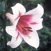 'Triumphator' is a bulbous perennial with an upright, single, straight stem bearing glossy, dark green, spirally-arranged, lance-shaped leaves and, in summer, fragrant, outward-facing, white flowers with deep rose-pink centres. Lilium 'Triumphator' added by Shoot)