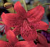 Lilium lancifolium 'Red Twinkle'