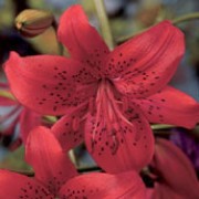 'Red Twinkle' is a clump-forming, stem-rooting, bulbous perennial with dark purple stems bearing linear, glossy, dark green leaves and, in midsummer to early autumn, racemes of nodding, red flowers with recurved petals and black spots. Lilium lancifolium 'Red Twinkle' added by Shoot)
