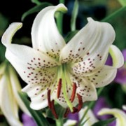 'Sweet Surrender' is a clump-forming, stem-rooting, bulbous perennial with dark purple stems bearing linear, glossy, dark green leaves and, from midsummer to early autumn, racemes of nodding, turkscap, white flowers with recurved petals and maroon spots and stamens.
 Lilium lancifolium 'Sweet Surrender' added by Shoot)