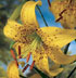 Lilium lancifolium 'Yellow Star'