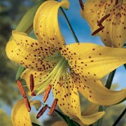 'Yellow Star' is a clump-forming, stem-rooting, bulbous perennial with dark purple stems bearing linear, glossy, dark green leaves and, from midsummer to early autumn, racemes of nodding, turkscap, yellow flowers with recurved petals and black spots.
 Lilium lancifolium 'Yellow Star' added by Shoot)