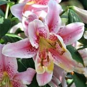 'Queen Elizabeth' is a is a bulbous perennial with erect stems bearing glossy, dark green, spirally-arranged, lance-shaped leaves and, in summer, fragrant, deep rose-pink flowers with darker pink spots and white edges. Lilium 'Queen Elizabeth' added by Shoot)