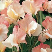 'Queen Mother' is a vigorous annual that climbs with the use of tendrils. It has greyish-green leaves and in summer it has lfragrant, arge, ruffled, salmon blooms with a network of delicate veining, all tinted orange. Lathyrus 'Queen Mother' added by Shoot)