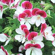 'Angel Eyes Bicolour' is a tender, bushy, trailing when mature, evergreen perennial with rounded, lobed, mid-green leaves and, in summer and autumn, double flowers with deep rose-pink upper petals and white lower petals. Pelargonium 'Angel Eyes Bicolour' added by Shoot)