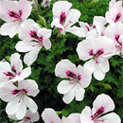 'Angel Eyes Light' is a tender, bushy, trailing when mature, evergreen perennial with rounded, lobed, mid-green leaves and, in summer and autumn, clusters of white flowers with purple-red markings in the centre of the upper petals. Pelargonium 'Angel Eyes Light' added by Shoot)