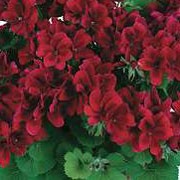 'Aristo Schoko' is a bushy, tender, evergreen perennial with rounded, toothed, mid-green leaves and clusters of maroon flowers from summer until mid-autumn. Pelargonium 'Aristo Schoko' added by Shoot)