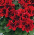 Pelargonium 'Aristo Velvet Red'