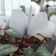  (18/01/2022) Cyclamen coum subsp. coum f. albissimum added by Shoot)