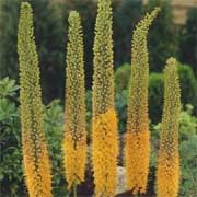 'Pinokkio' is an upright herbaceous perennial with basal, grey-green leaves and tall narrow spires of burnt-orange, star-shaped flowers in mid-summer. Eremurus x isabellinus 'Pinokkio' added by Shoot)