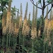 'Rexona' is a tuberous herbacous perennial with grey-green, basal leaves.  In mid-summer, it bears tall, narrow spires of bronzed yellow, star-shaped flowers. Eremurus 'Rexona' added by Shoot)