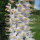 Eremurus robustus (Foxtail lily) Added by Nicola