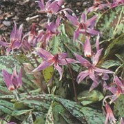 'Purple King' is a tuberous perennial with brown-mottled leaves and pink-purple flowers with reflexed petals held above the foliage on wiry stems in spring. Erythronium dens-canis 'Purple King' added by Shoot)