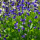 Baptisia australis (06/09/2017) Baptisia australis added by Shoot)