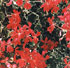 Pelargonium 'Evka'