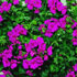 Pelargonium 'Happy Face Purple Red'