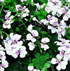 Pelargonium 'Happy Face White'