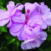 Pelargonium 'Lilly' (08/04/2012)  added by Shoot)