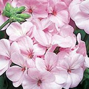 'Maverick Appleblossom' is a bushy, tender perennial with rounded, zoned, dark green leaves and erect stems bearing large clusters of pale pink flowers in summer and autumn. Pelargonium 'Maverick Appleblossom' added by Shoot)