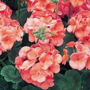'Maverick Coral' is a bushy, tender perennial with rounded, zoned, dark green leaves and erect stems bearing large clusters of coral-pink flowers in summer and autumn Pelargonium 'Maverick Coral' added by Shoot)