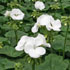 Pelargonium 'Maverick White'