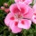 'Rose Splash' is a bushy, erect, tender, evergreen perennial with rounded, lobed, dark green leaves and, in summer and autumn, semi-double, bright pink flowers with red spots in the centre of each petal. Pelargonium 'Rose Splash' added by Shoot)