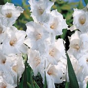 'White Prosperity' is a cormous perennial with fans of erect, sword-shaped, dark green leaves and spikes of funnel-shaped, white flowers in summer.
 Gladiolus 'White Prosperity' added by Shoot)