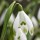 'Viridapice' is a bulbous perennial with grey-green linear leaves and nodding white flowers with green markings in late winter to mid-spring. Galanthus nivalis 'Viridapice'  added by Shoot)