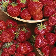 'Florence' is a perennial with white flowers in spring, producing edible crops of large, firm, dark red strawberries in mid summer.

Fruit does not bruise easily. Has excellent verticillium wilt resistance.
one in early summer, one in late summer and some in between Fragaria x ananassa 'Florence' added by Shoot)