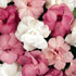 Impatiens walleriana Fanciful Series Sweetheart Mixed
