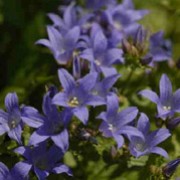 'Prichard's Variety' is a clump-forming perennial with erect stems and narrow, pointed leaves and rounded clusters of bell-shaped blue-violet flowers. Campanula lactiflora 'Prichard's Variety' added by Shoot)