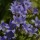 'Prichard's Variety' is a clump-forming perennial with erect stems and narrow, pointed leaves and rounded clusters of bell-shaped blue-violet flowers. Campanula lactiflora 'Prichard's Variety' added by Shoot)