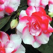 'Fiesta Sparkler Cherry' is a spreading, evergreen perennials grown as annuals with fleshy stems, elliptic, toothed, dark green leaves and double, five-petalled,  bright red and white striped flowers in summer and early autumn.
 Impatiens walleriana 'Fiesta Sparkler Cherry' added by Shoot)