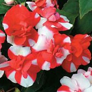 'Tutu Red Bicolour' is a spreading, evergreen perennial grown as an annual with fleshy stems, elliptic, toothed, dark green leaves and double or semi-double, five-petalled, bicoloured, red and white flowers in summer and early autumn.
 Impatiens walleriana 'Tutu Red Bicolour' added by Shoot)