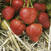 '4 Months' Collection, comprising 'Christine', 'Sonata', 'Alice' and 'Albion', is a perennial with white flowers in spring, producing large numbers of edible, soft red strawberries in early summer to autumn. 
 Fragaria x ananassa '4 Months' Collection added by Shoot)