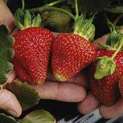 'Albion' is a perennial with white flowers in spring, producing edible, soft red strawberries in early summer to autumn. Heavy cropping and disease resistant. Moderately resistant to Verticillium wilt and highly resistant to Crown rot. Fragaria x ananassa 'Albion' added by Shoot)