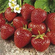 'Alice' is a perennial with white flowers in spring, producing edible, soft red strawberries in early summer to autumn. Good resistance to Verticillium wilt and to Crown rot. Fragaria x ananassa 'Alice' added by Shoot)