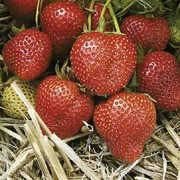 'Christine' is a perennial with white flowers in spring, producing edible, firm, juicy and sweet red strawberries in early summer to autumn. Very early cropper. Good pest and disease resistance.  Fragaria x ananassa 'Christine' added by Shoot)
