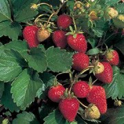 'Sarian' F1 is a perennial with white flowers in spring, producing edible, soft red strawberries in early summer to autumn. With repeated sowings, will produce a good crop of sweet, succulent, berries throughout summer. Dessert type. Fragaria x ananassa 'Sarian' F1 added by Shoot)