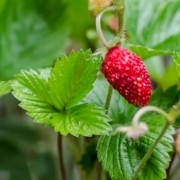  (08/02/2017) Fragaria vesca 'Mignonette' added by Shoot)