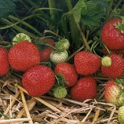 'Sonata' is a perennial with white flowers in spring, producing in abundance edible, high quality, sweet and juicy, uniformly shaped red strawberries, in early summer to autumn, that last well once picked! Fragaria x ananassa 'Sonata' added by Shoot)