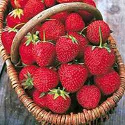 'Mae' is a perennial with white flowers in early spring, producing early edible crops of large, firm, red strawberries as early as mid May with cloches, or a couple weeks later without cloches. Fragaria x ananassa 'Mae' added by Shoot)