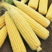 'Swift' F1 is a dwarf, annual, cereal grass bearing edible yellow kernels on long ears in autumn. This variety is early maturing, extra tender, with a high sugar content.  Good performance in cold soils.  Zea mays 'Swift' F1 added by Shoot)