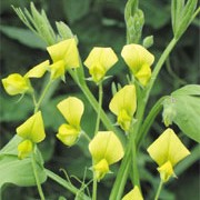 Lathyrus chloranthus added by Shoot)
