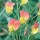 'Goldmine' is a hardy, rambling, climbing perennial.  It has grey-green leaves and from mid summer to early autumn, bears masses of flowers with orange, red-veined petals and a golden yellow heel.  Lathyrus odoratus 'Goldmine' added by Shoot)