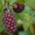 Tayberry is a cross between a blackberry and raspberry. 'Buckingham' forms very vigorous, stout stems and high yields of self-fertile, large, purple and deliciously sweet aromatic berries in summer to autumn. Rubus loganobaccus Tayberry Group 'Buckingham' added by Shoot)